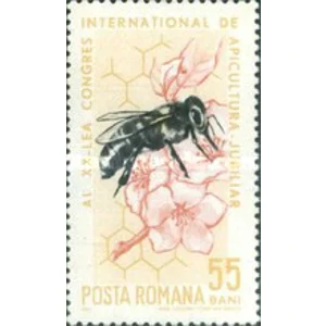 1965   55 b