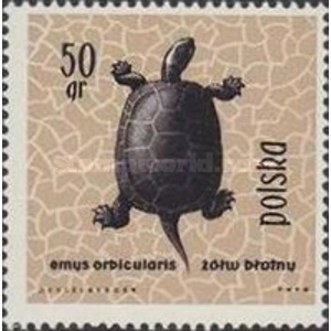 1963, 50 Gr