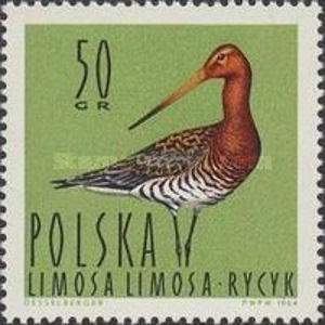 1964, 50 Gr