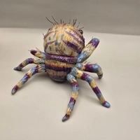 Jumping Spider - Peacock Jumping  Spider