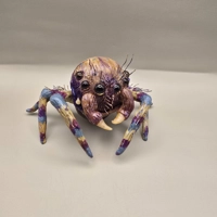 Jumping Spider - Peacock Jumping  Spider