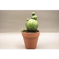 Little Cute Succulent