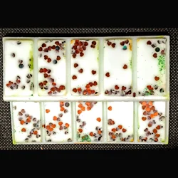 Custom Snap Bar Wax Melt