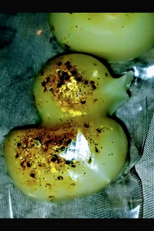16PC Mini Duck Wax Melts Set