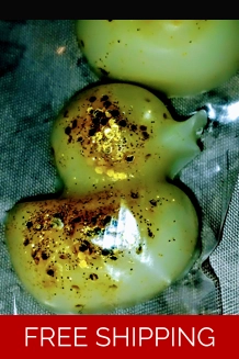 16PC Mini Duck Wax Melts Set