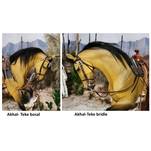 Akhal-Teke bridle or bosal