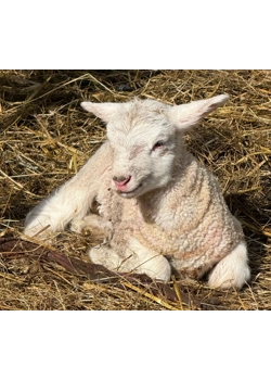 August Lambs