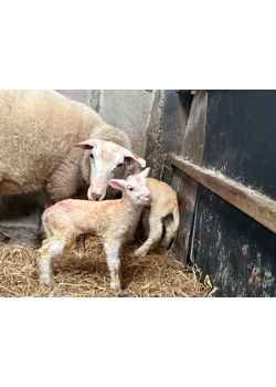 lambs Born at Dizzy Dairy! first lamb of 2026