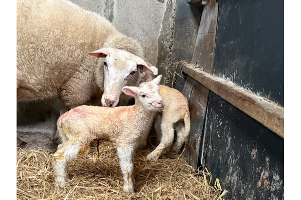 lambs Born at Dizzy Dairy! first lamb of 2026