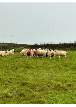 Moving the sheep