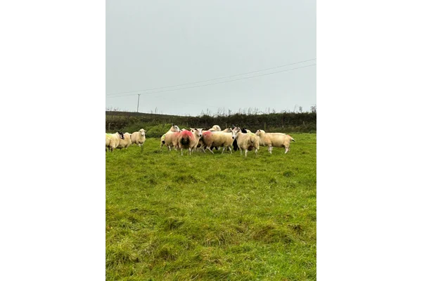 Moving the sheep