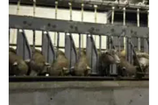 Milking again