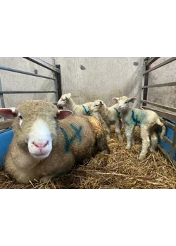 sheep a lambing and the cheese is getting made