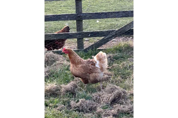 Chickens and a dog kennel