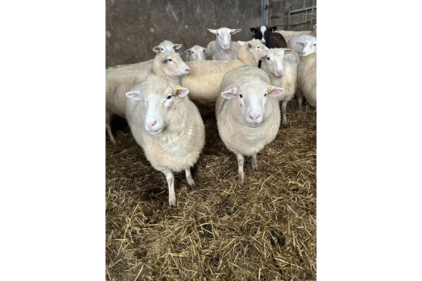 Scanning sheep