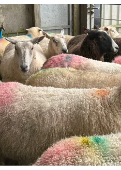 Busy week down in the parlour