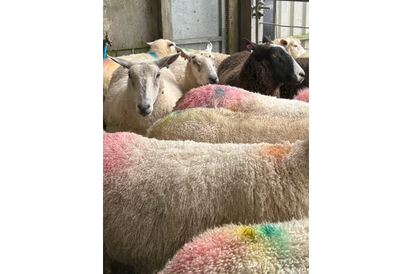 Busy week down in the parlour