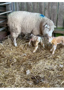 Lamb arrival
