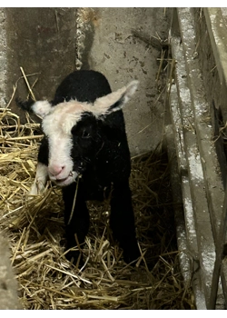 Lambing