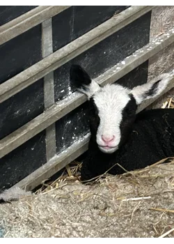 Cute lamb pictures