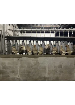 Day one of Milking Sheep
