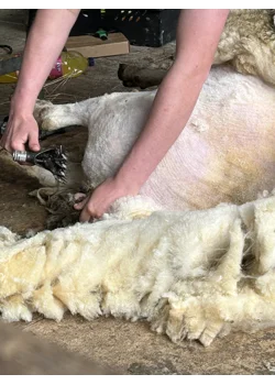 Shearing sheep