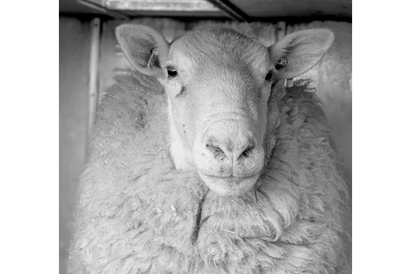 New milking sheep ram