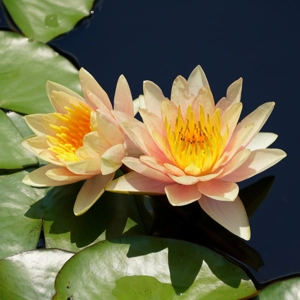 Aurora Dwarf Water Lily