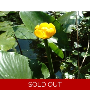 Brandy Bottle Water Lily