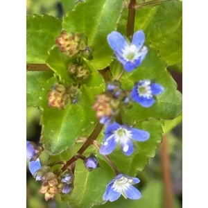 Brooklime