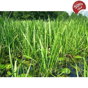 3 x Branched Burr Reed - Sparganium Erectum