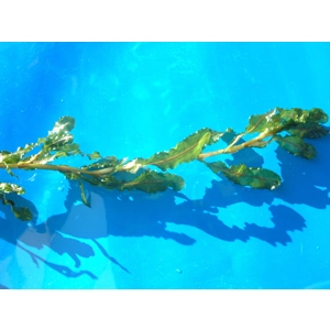 Curly Pondweed, Potamogeton Crispus, oxygenating water plant