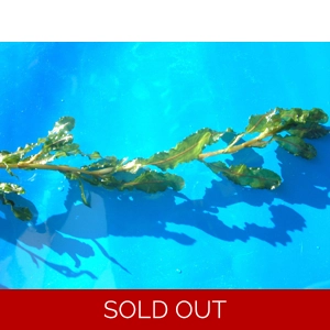 Curly Pondweed, Potamogeton Crispus, oxygenating water plant