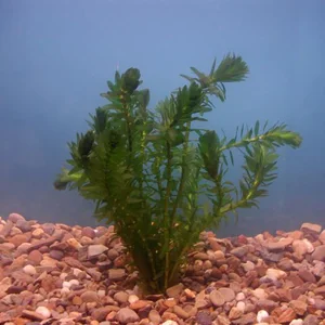 Elodea Densa