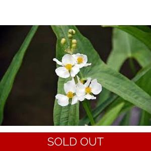 Duck Potato  - Sagittaria latifolia