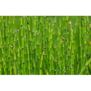 Dwarf Horsetail - Equisetum scirpoides