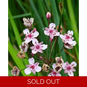Flowering Rush - Butomus umbellatus