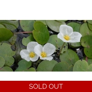 Frogbit - Hydrocharis morsus ranae