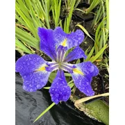 Heather Stream Iris