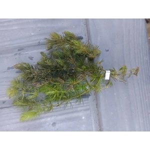 Hornwort -  Ceratophyllum demersum