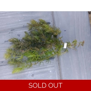 Hornwort -  Ceratophyllum demersum