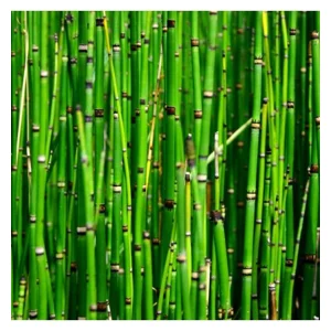 Barred horsetail - Equisetum japonicum