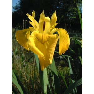 Yellow Flag Iris - pseudacorus