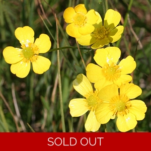 Lesser Spearwort - Ranunculus flammula
