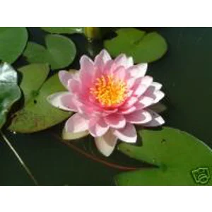 XXL Water Lily