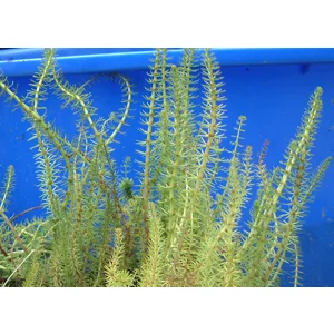 Mares Tail