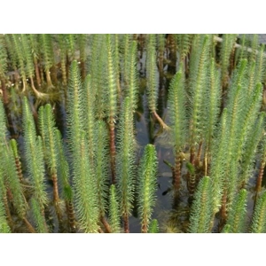 Mares Tail - Hippuris vulgaris