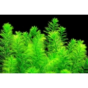 Water Milfoil