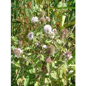 Water Mint - Mentha pulegium
