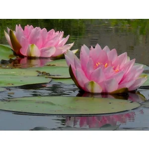 Pink Water Lily - nymphia